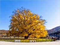 인천 장수동 은행나무 - 자유ノ사진방 - 체칠리아의 음악 카페 인천 장수동 은행나무