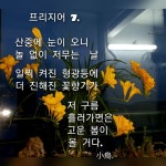 프리지어 7. - 창작시조 - 한국문인협회 영주지부 프리지어 7.