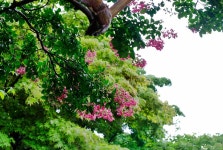 상암동 매봉산 입구의 배롱나무꽃 - 2025 사진 - 향유 냄새 나는 집 - 아굴라와 브리스가 상암동 매봉산 입구의 배롱나무꽃