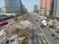더쿠 - 가산디지털단지의 벚꽃