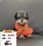 안산강아지분양 시흥강아지분양 부천강아지분양 인천강아지분양 화성강아지분양 수원강아지분양 안양강아지분양 평택강아지분양... 