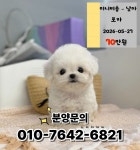 아기강아지분양 [ 미니말티즈 미니말티푸 미니비숑 비숑프리제 미니포메라니안 말티폼 치와와 카바푸 미디엄푸들 차우차우 ] - 유료분양 합니다.... 