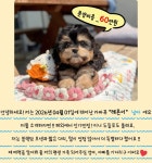 아기강아지분양 [ 실버파티푸들 말티즈 말티푸 말티폼 미니비숑 비숑프리제 시츄 치와와 포메라니안 카바푸 웰시코기 코카스파니엘 ] - 회원님의... 