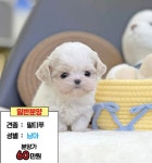 안산강아지분양 시흥강아지분양 부천강아지분양 인천강아지분양 화성강아지분양 수원강아지분양 안양강아지분양 평택강아지분양... 