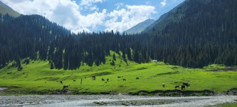 키르기스스탄/알틴아라산 국립공원/아라콜패스 트레킹(4박6일)... 키르기스스탄/알틴아라산 국립공원/아라콜패스 트레킹(4박6일)---사진100장