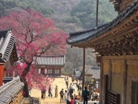 20260327~28화엄사-노고단-산동마을 - 다녀온 여행지 - ★부산 맛집기행★ 20260327~28화엄사-노고단-산동마을