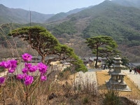 20260327~28화엄사-노고단-산동마을 - 다녀온 여행지 - ★부산 맛집기행★ 20260327~28화엄사-노고단-산동마을