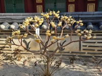 20260327~28화엄사-노고단-산동마을 - 다녀온 여행지 - ★부산 맛집기행★ 20260327~28화엄사-노고단-산동마을