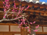 20260327~28화엄사-노고단-산동마을 - 다녀온 여행지 - ★부산 맛집기행★ 20260327~28화엄사-노고단-산동마을