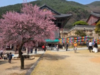 20260327~28화엄사-노고단-산동마을 - 다녀온 여행지 - ★부산 맛집기행★ 20260327~28화엄사-노고단-산동마을