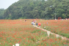4358/06/03 원주 용수골 꽃 양귀비 - 자유게시판 - 김해김씨 인터넷 종친회 4358/06/03 원주 용수골 꽃 양귀비