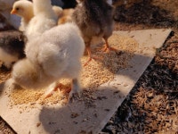 라이트 브라마 어미와 아기들 - 동마동 농장 이야기 - 동마동 농장 라이트 브라마 어미와 아기들