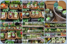 중국 정심원 방문기 - 농장소식 - 월정유기농장(正心園) 010-7266-0842 중국 정심원 방문기