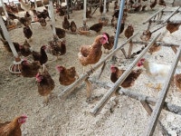 3월과 4월의 농장사진 - 농장소식 - 월정유기농장(正心園) 010-7266-0842 3월과 4월의 농장사진