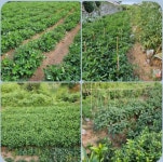 중국 정심원 방문기 - 농장소식 - 월정유기농장(正心園) 010-7266-0842 중국 정심원 방문기