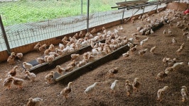 10월의 농장 사진 - 농장소식 - 월정유기농장(正心園) 010-7266-0842 10월의 농장 사진