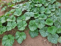 6월의 농장사진 - 농장소식 - 월정유기농장(正心園) 010-7266-0842 6월의 농장사진