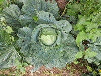 6월의 농장사진 - 농장소식 - 월정유기농장(正心園) 010-7266-0842 6월의 농장사진