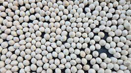 한해의 마무리 - 농장소식 - 월정유기농장(正心園) 010-7266-0842 한해의 마무리