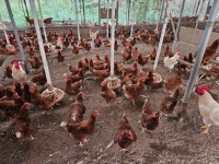 6월의 농장사진 - 농장소식 - 월정유기농장(正心園) 010-7266-0842 6월의 농장사진