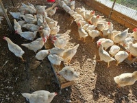 5월의 농장사진 - 농장소식 - 월정유기농장(正心園) 010-7266-0842 5월의 농장사진