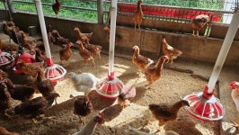 10월의 농장 사진 - 농장소식 - 월정유기농장(正心園) 010-7266-0842 10월의 농장 사진