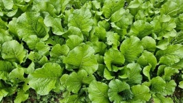 한해의 마무리 - 농장소식 - 월정유기농장(正心園) 010-7266-0842 한해의 마무리