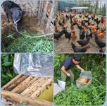 중국 정심원 방문기 - 농장소식 - 월정유기농장(正心園) 010-7266-0842 중국 정심원 방문기