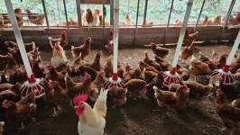 10월의 농장 사진 - 농장소식 - 월정유기농장(正心園) 010-7266-0842 10월의 농장 사진