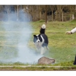 개신나 - 엽기사진실 - 이종격투기 개신나