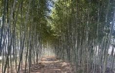 20251128_담양 한국대나무박물관과 용흥사의 산중문답 - 독백&공지... 거문고선녀 20251128_담양 한국대나무박물관과 용흥사의 산중문답