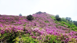 ＜초암산＞- korea-200名山-126회-수남리~큰바위~草庵山~철쭉제단... 자유인산악회(☎02-834-1777) ＜초암산＞- korea-200名山-126회-수남리... 