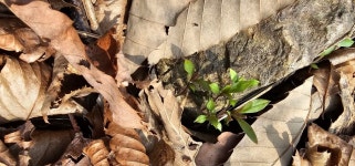 《100대명산 75회차 변산국립공원 세나》 - ●-100대명산 산행기... 자유인산악회(☎02-834-1777) 《100대명산 75회차 변산국립공원 세나》