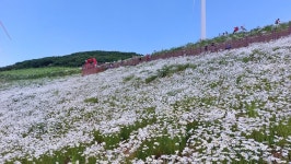 평창 청옥산 육백마지기 샤스타 데이지 천상의 화원... 산악등산 풍경 - 너에게 편지를 평창 청옥산 육백마지기 샤스타 데이지 천상의 화원 
