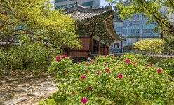 덕수궁 모란 - ――······· 자연풍경 사진 - 너에게 편지를 덕수궁 모란