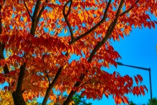 단풍이 물드는 가로수 길 - ――······· 자연풍경 사진 - 너에게 편지를 단풍이 물드는 가로수 길