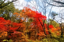 님산 도서관 -냠측 순환로 단풍길 - ――······· 자연풍경 사진 - 너에게 편지를 님산 도서관 -냠측 순환로 단풍길