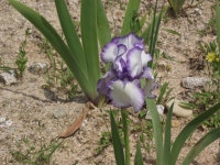 서울 창포원 창포꽃 - ――······· 자연풍경 사진 - 너에게 편지를 서울 창포원 창포꽃