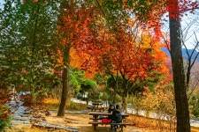 님산 도서관 -냠측 순환로 단풍길 - ――······· 자연풍경 사진 - 너에게 편지를 님산 도서관 -냠측 순환로 단풍길