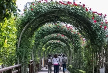 미리본 서울장미축제(중량천) - ――······· 자연풍경 사진 - 너에게 편지를 미리본 서울장미축제(중량천)