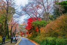 님산 도서관 -냠측 순환로 단풍길 - ――······· 자연풍경 사진 - 너에게 편지를 님산 도서관 -냠측 순환로 단풍길