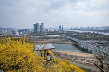 응봉산 개나리. 개나리열차 - ――······· 자연풍경 사진 - 너에게 편지를 응봉산 개나리. 개나리열차