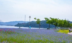 남양주 한강삼페공원 수레국화,자작나무 - ――······· 자연풍경 사진 - 너에게 편지를 남양주 한강삼페공원 수레국화,자작나무