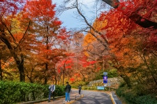 님산 도서관 -냠측 순환로 단풍길 - ――······· 자연풍경 사진 - 너에게 편지를 님산 도서관 -냠측 순환로 단풍길
