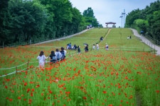 올림픽공원 들꽃마루 - ――······· 자연풍경 사진 - 너에게 편지를 올림픽공원 들꽃마루