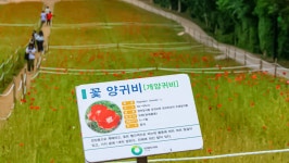 올림픽공원 들꽃마루 - ――······· 자연풍경 사진 - 너에게 편지를 올림픽공원 들꽃마루