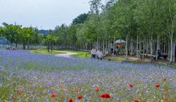남양주 한강삼페공원 수레국화,자작나무 - ――······· 자연풍경 사진 - 너에게 편지를 남양주 한강삼페공원 수레국화,자작나무