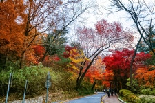 님산 도서관 -냠측 순환로 단풍길 - ――······· 자연풍경 사진 - 너에게 편지를 님산 도서관 -냠측 순환로 단풍길