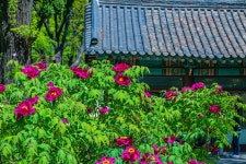 덕수궁 모란 - ――······· 자연풍경 사진 - 너에게 편지를 덕수궁 모란