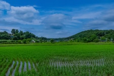 꽃 마을 - ――······· 자연풍경 사진 - 너에게 편지를 꽃 마을